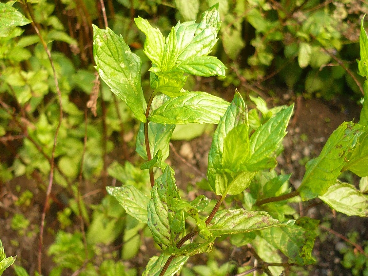 Mentha x piperita (Lamiaceae)